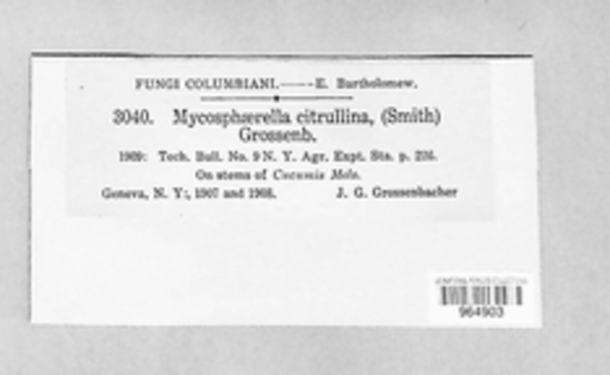Mycosphaerella citrullina image